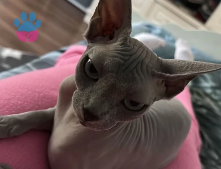 Güzel kedimi çiftleştirmek istiyorum