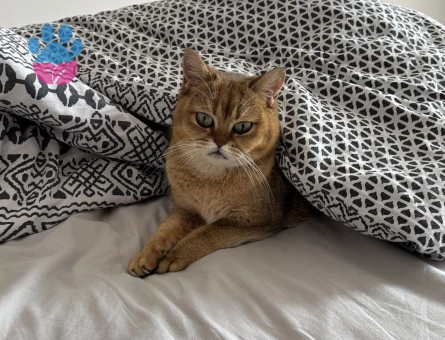 DİŞİ KEDİM İÇİN ACİL EŞ ARIYORUM