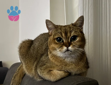 DİŞİ KEDİM İÇİN ACİL EŞ ARIYORUM