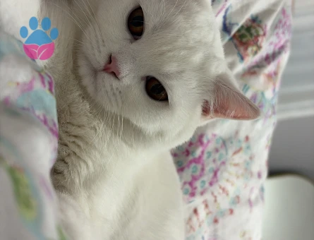 Beyaz British erkek kedimize eş arıyoruz