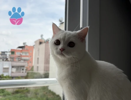 Beyaz British erkek kedimize eş arıyoruz