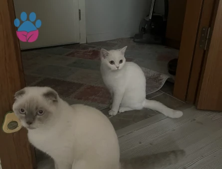 Yakışıklı köpük beyefendiye kraliçesini arıyoruz