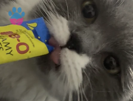 British Shorthair erkek kedime eş arıyorum