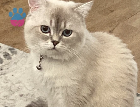 British Shorthair Kedime eş arıyorum