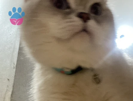 British Shorthair Kedime eş arıyorum