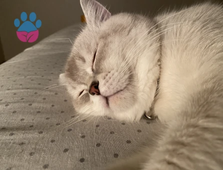 British Shorthair Kedime eş arıyorum