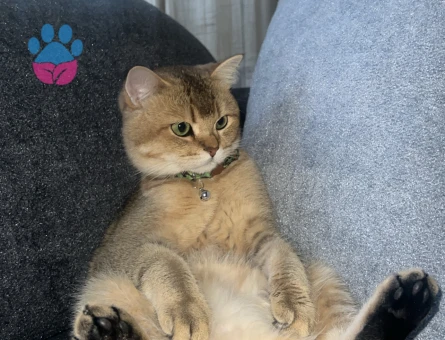 British Shorthair 2 Yaşında Eş Arıyor