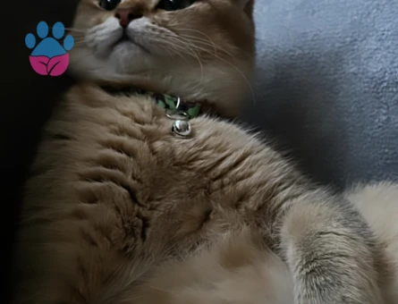 British Shorthair 2 Yaşında Eş Arıyor