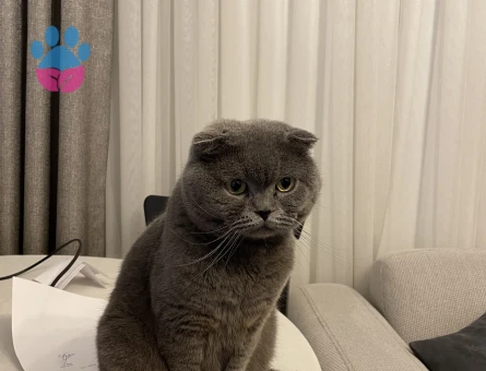 Scottish Fold Dişi Eş Arıyoruz