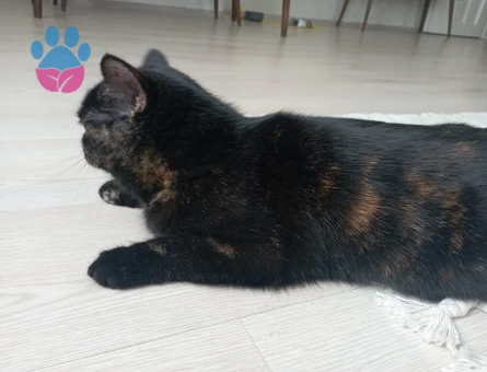 British İran Kırması 10 aylık kızgınlık döneminde olan dişi kedimize eş arıyoruz.