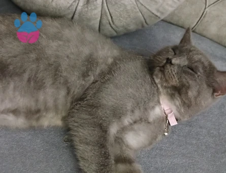 British Shorthair 11 Aylık Kızgınlıkta