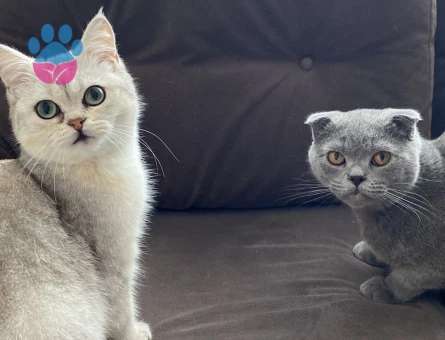 Scottish Fold Short Hair Gri & British Shorthair Beyaz Gri