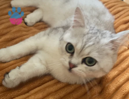 Scottish Fold Short Hair Gri & British Shorthair Beyaz Gri