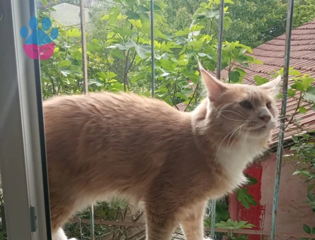 Maine coon cinsi scr'li oğluma eş arıyorum