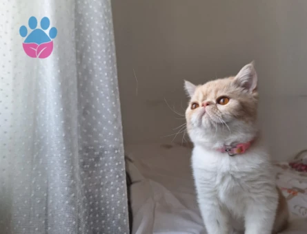 Oğlumuza eş arıyoruz...