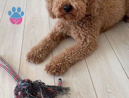 yakışıklı oğlumuz arese eş arıyoruz