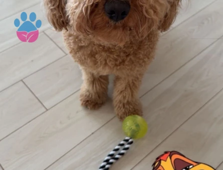 yakışıklı oğlumuz arese eş arıyoruz