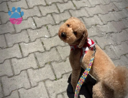 yakışıklı oğlumuz arese eş arıyoruz