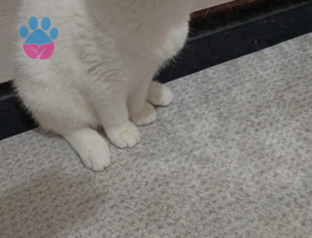 Scottish Fold Oğluma Eş Arıyorum