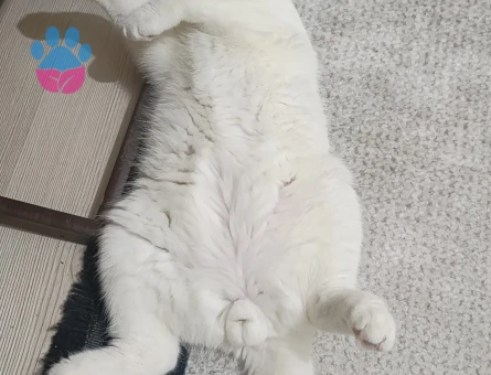 Scottish Fold Oğluma Eş Arıyorum