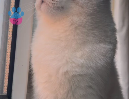 Scottish Fold Pamuk İçin Eş Arıyoruz