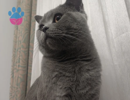 British Shorthair 1 Yaşında Eş Arıyor