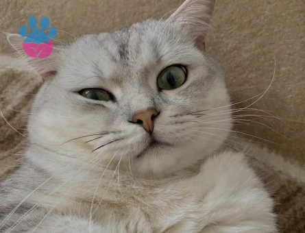 British Oğlumuza eş arıyoruz