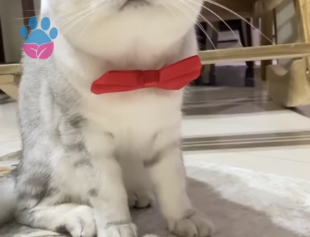 British Oğlumuza eş arıyoruz