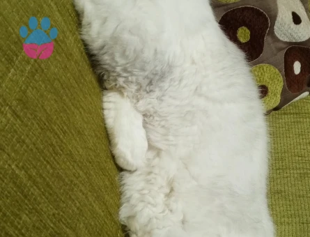 Yakışıklı oğluma eş arıyoruz