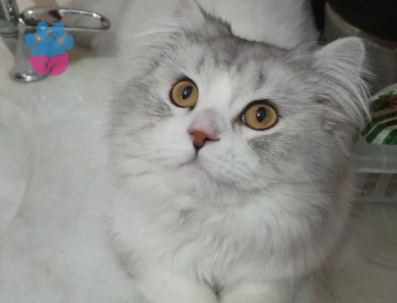 Yakışıklı oğluma eş arıyoruz