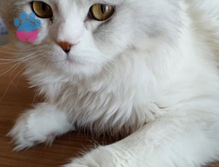 Yakışıklı oğluma eş arıyoruz