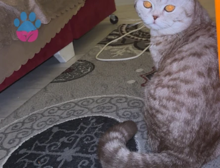 ERKEK OĞLUMA DIŞİ KEDİ ARAYIŞIMIZ VAR