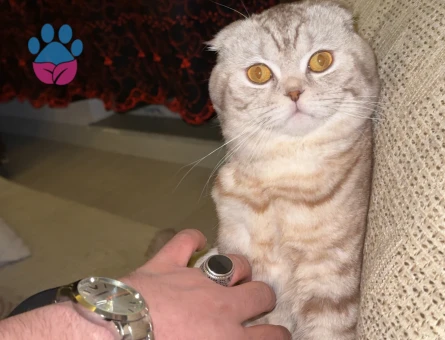 ERKEK OĞLUMA DIŞİ KEDİ ARAYIŞIMIZ VAR