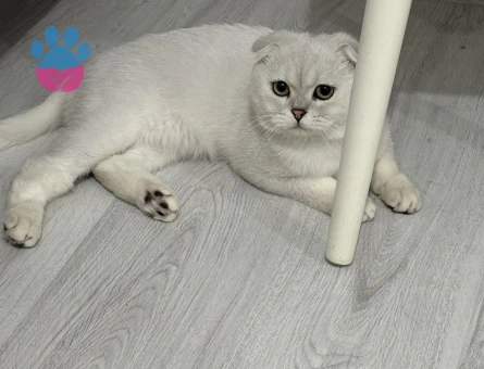 ERKEK KEDİMİZE EŞ ARIYORUZ