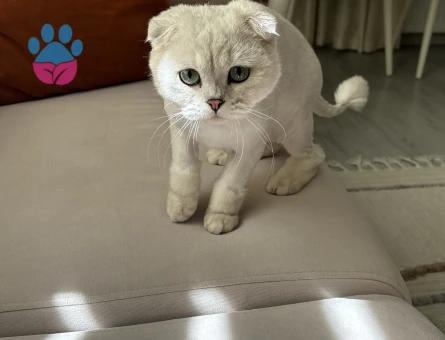 ERKEK KEDİMİZE EŞ ARIYORUZ