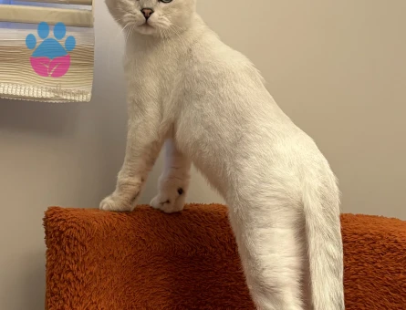 ERKEK KEDİMİZE EŞ ARIYORUZ