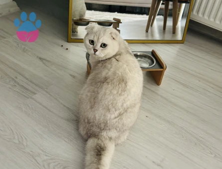 ERKEK KEDİMİZE EŞ ARIYORUZ