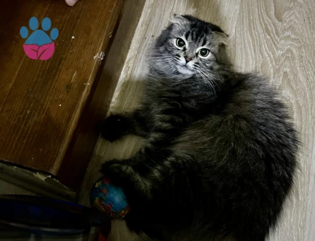 Kızıma eş arıyorum