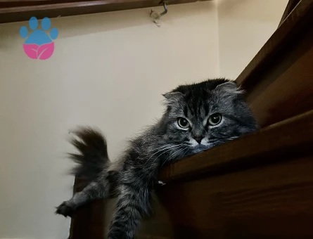 Kızıma eş arıyorum