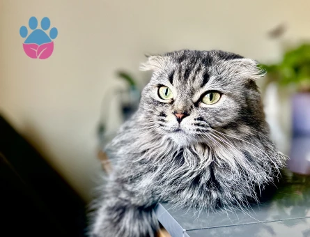 Kızıma eş arıyorum