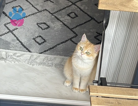 Ny 12 British Golden Dişi