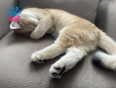 Ny 12 British Golden Dişi