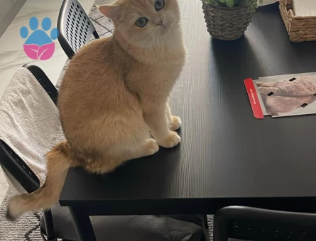 Ny 12 British Golden Dişi