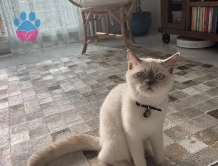 Scottish Straight Oğlumuza eş arıyoruz.