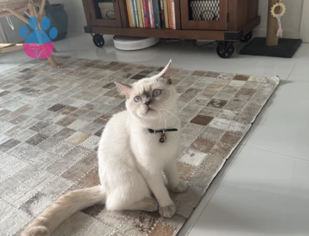 Scottish Straight Oğlumuza eş arıyoruz.