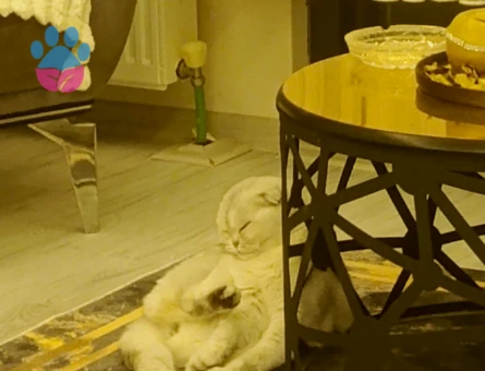Scottish Fold liya kızıma erkek eş arıyorum - 118984095