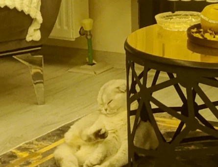 Scottish Fold liya kızıma erkek eş arıyorum - 118984095