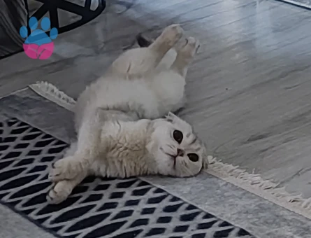 Scottish Fold liya kızıma erkek eş arıyorum