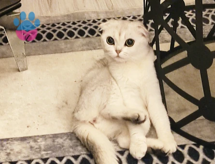 Scottish Fold liya kızıma erkek eş arıyorum