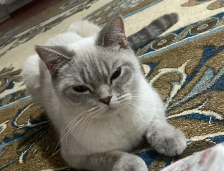 British Shorthair 1 Yaşında Kızıma eş arıyorum - 118984096